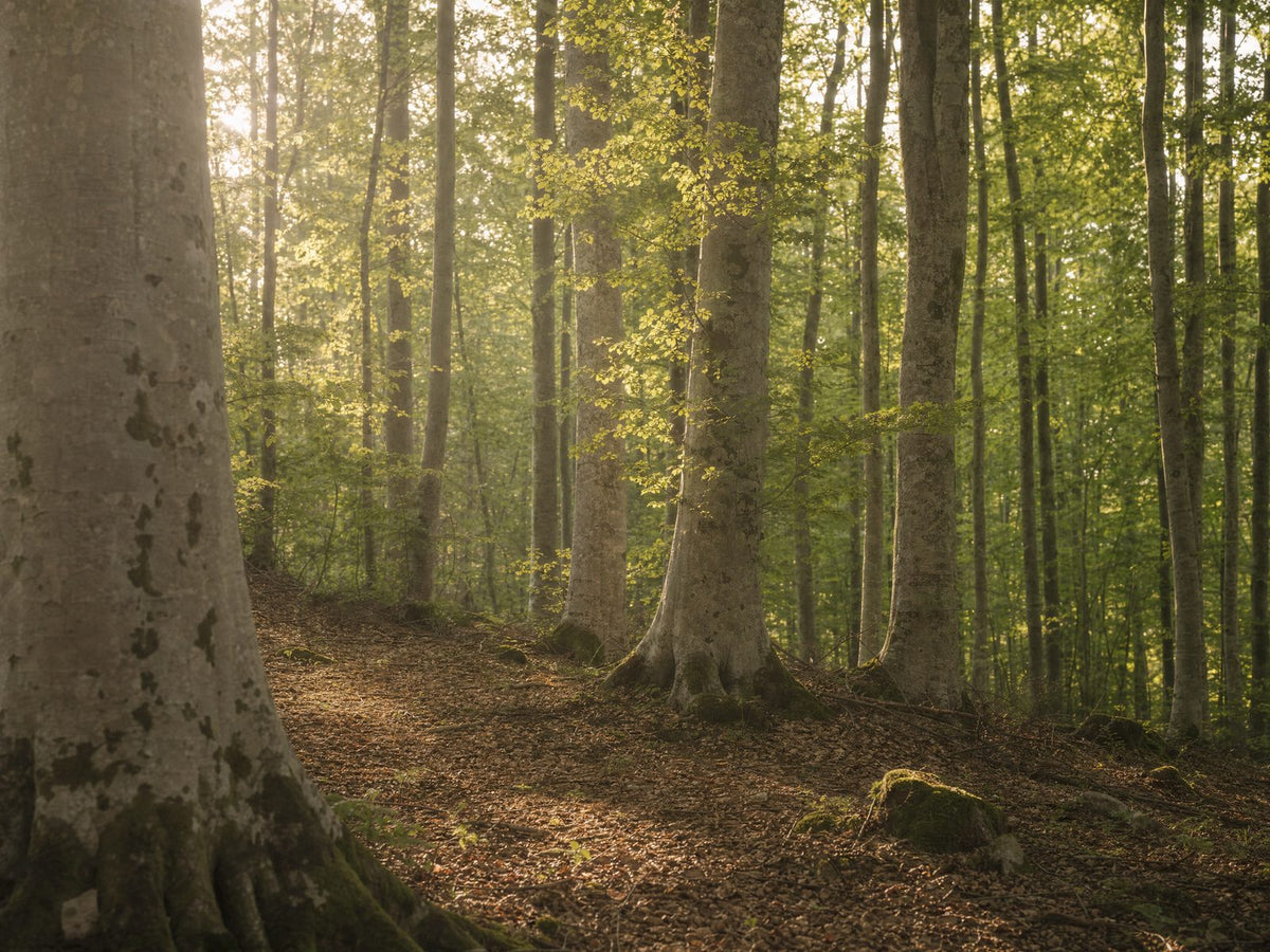 Sunlit European beech forest, where the TENCEL™ fiber begins